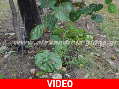 Ημαθία: Καταστροφές από το χαλάζι