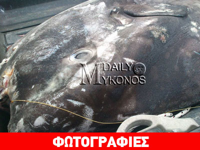 Μύκονος: Φεγγαρόψαρο 250 κιλών πιάστηκε στα δίχτυα ψαρά Μύκονος: Φεγγαρόψαρο 250 κιλών πιάστηκε στα δίχτυα ψαρά