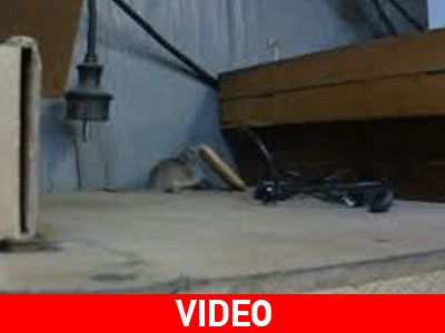 Το ποντίκι και το κράκερ