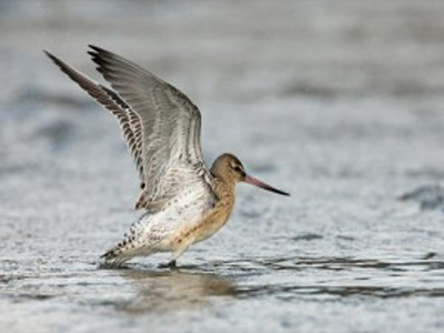Ακτοτούρλι, το πτηνό που δεν καταλαβαίνει από κλιματική αλλαγή