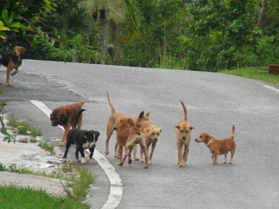 Κοπάδι αδέσποτων σκύλων επιτέθηκε σε γυναίκα