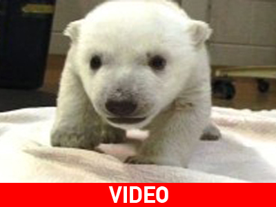 Πολικό αρκουδάκι κάνει τα πρώτα του βήματα