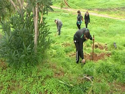 Κρήτη: Ένα δέντρο ζωής για κάθε θύμα τροχαίου