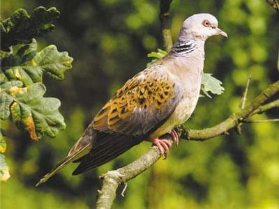 «Σώστε τα τρυγόνια»