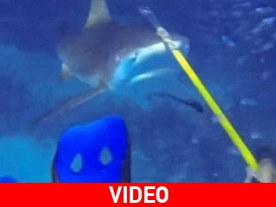 Δύτης βρέθηκε μπροστά στα σαγόνια καρχαρία