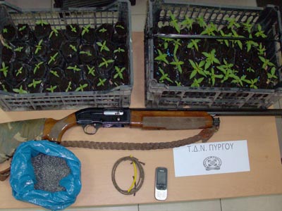 Γαστούνη: Στη «φάκα» 44χρονος με 64 φυτά κάνναβης σε «φυτεία δωματίου»