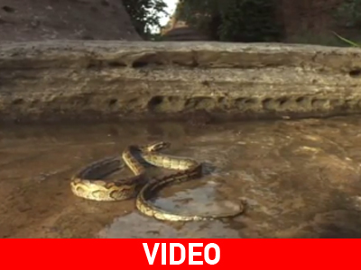 Μυρμήγκια επιτίθενται και σκοτώνουν πύθωνα