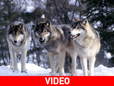 Πως οι λύκοι άλλαξαν ένα ολόκληρο οικοσύστημα