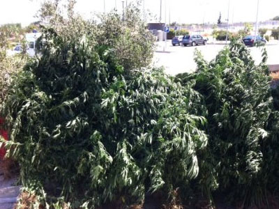 Ρέθυμνο: Ψάχνουν τις χασισοφυτείες