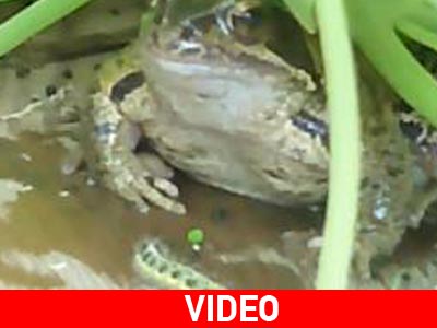 Η… αυτοκτονία μιας κάμπιας!