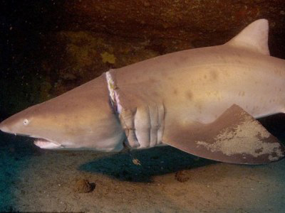 Αυστραλία: Καρχαρίας σώθηκε ένα βήμα πριν τον θάνατο