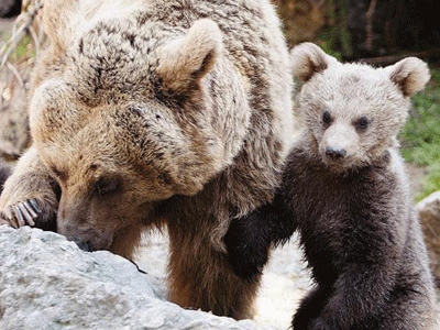 Θεσσαλονίκη: Ξύπνησαν οι αρκούδες, προαναγγέλλοντας την άνοιξη!