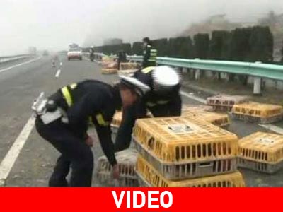 Απίστευτο: 3.000 κότες «βγήκαν στους δρόμους»!