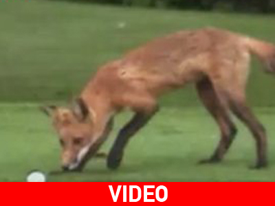 Αλεπού κλέβει μία μπάλα γκόλφ !