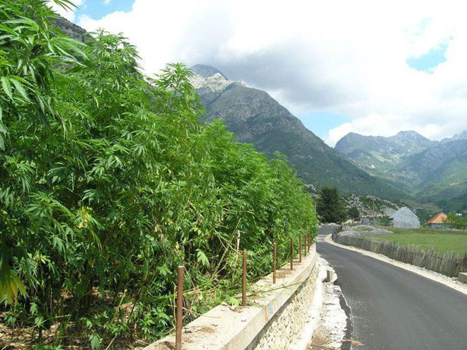 Τα ναρκωτικά φυτεύονται δίπλα σε κεντρικούς δρόμους