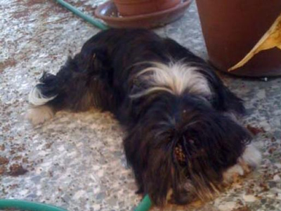 Χάθηκε η Σάνυ