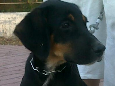 Ένα σπίτι για τον Πίπη