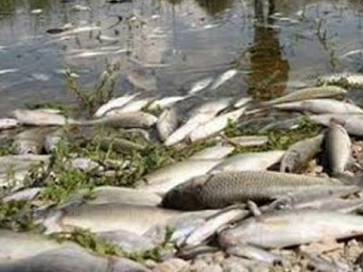 Δεκάδες νεκρά ψάρια εντοπίστηκαν στον Πηνειό…