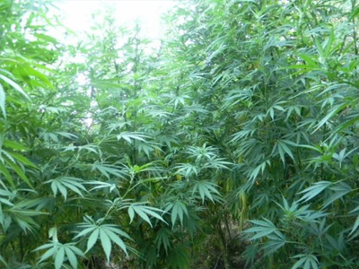 Φυτεία με 250 δενδρύλλια κάνναβης στο Ρέθυμνο