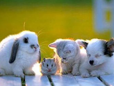 Παγκόσμια Ημέρα των Ζώων Παγκόσμια Ημέρα των Ζώων