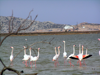 Καθαρισμός της λίμνης Κερκίνης