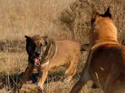 Αθλητικοπολιτικο- αστυνομικοάθλια …και προεκλογικά