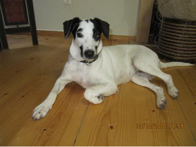 Μια οικογένεια για την Domino