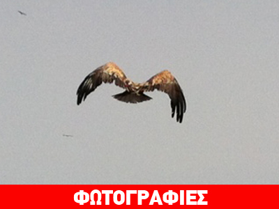 Oι γύπες αναζητούν μια θέση στο βιβλίο Γκίνες!