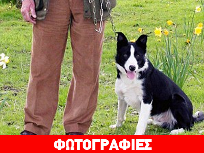 Αυτό είναι το πιο ακριβό τσοπανόσκυλο!