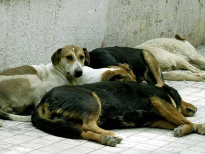 Έκκληση του Συλλόγου Φίλων των Ζώων Χαλανδρίου