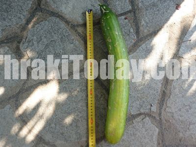 Αγγούρι 4 κιλών στην Ξάνθη!