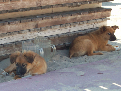 Αναζητούν φιλόξενο σπίτι