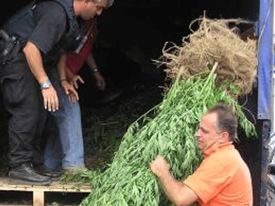 816… φουντιές στη Λακωνία