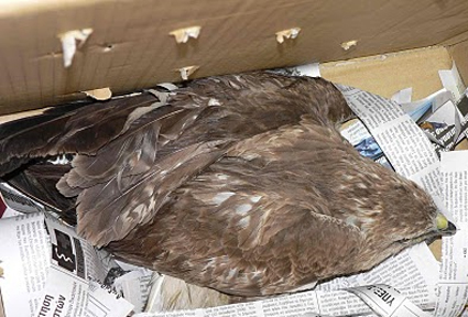 Αγρότης έσωσε τραυματισμένη γερακίνα