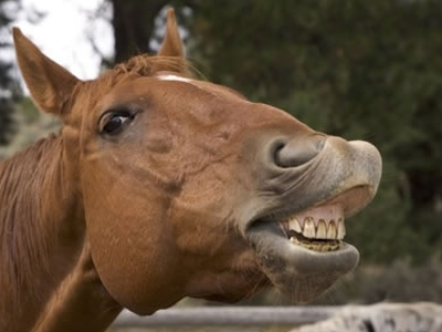 O Aλογοσκούφης και οι … «αλογομούρηδες»