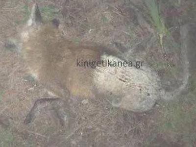 «Μαδημένες» αλεπούδες εντοπίστηκαν στη Ζαχάρω