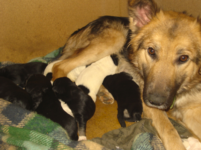 Χαρίζονται ημίαιμα λυκόσκυλα‏