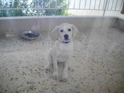 Ψάχνει σπίτι και ο μικρός Zoro