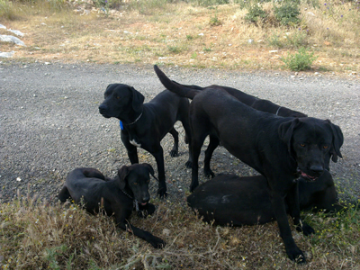 Έκλεψαν τη μάνα και τα κουτάβια από την Παιανία