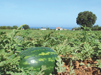 Έκλεψαν σιδερένιες βέργες από χωράφι με καρπούζια