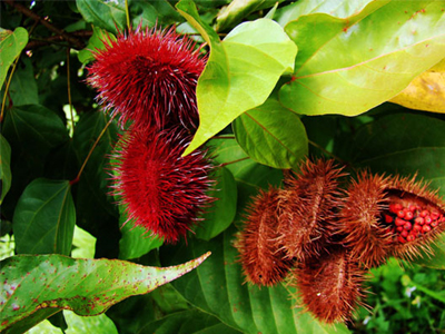 Άγνωστα εξωτικά φρούτα