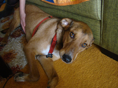 Μια οικογένεια για τον Έκτορα