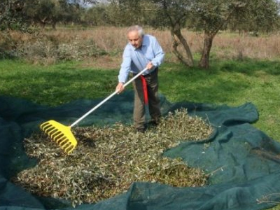 Σε αδιέξοδο οι ελαιοπαραγωγοί Κρήτης και Μεσσηνίας