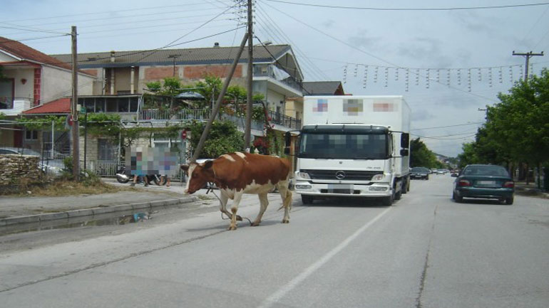 Ιωάννινα: Αγελάδα κάνει βόλτες σε κεντρικό δρόμο