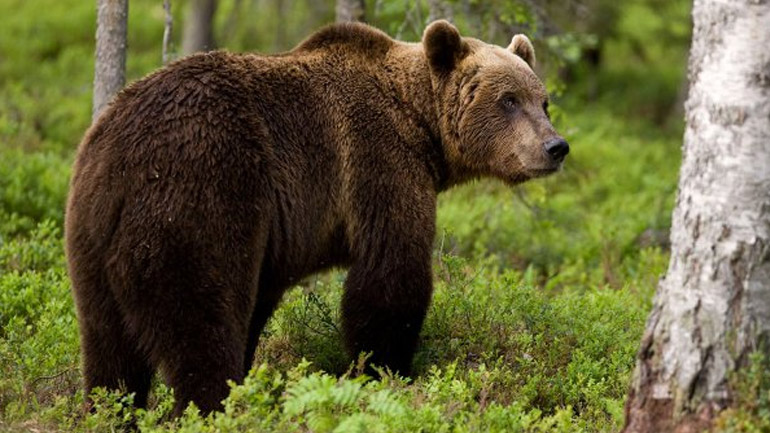 Επίθεση αρκούδας σε κτηνοτροφική μονάδα στην Ξάνθη