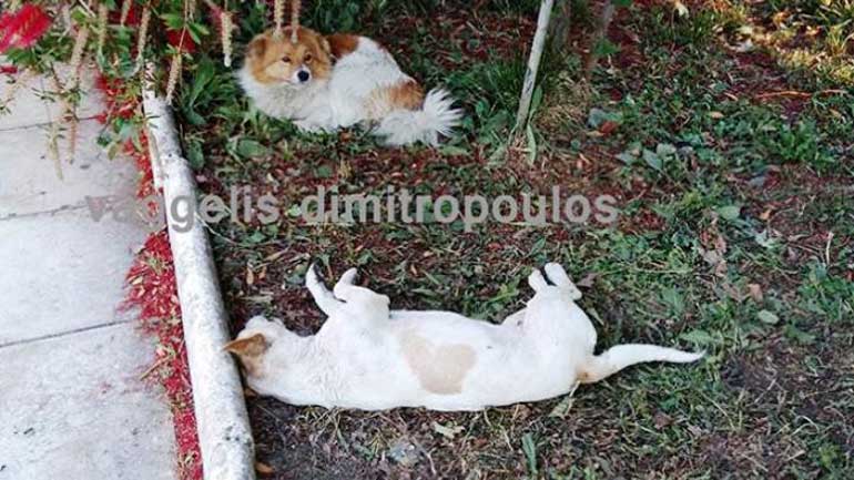 Αμαλιάδα: Δηλητηρίασαν 10 σκυλιά έξω από το νοσοκομείο