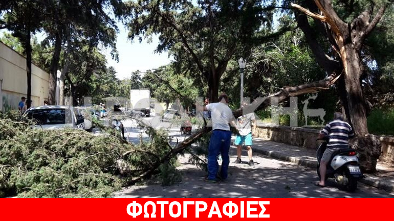 Ρόδος: Οδηγός φορτηγού πήρε μαζί του το μισό δέντρο