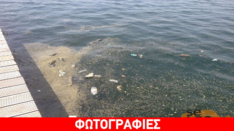 Θεσσαλονίκη: Nεκρά ποντίκια επιπλέουν στο Θερμαϊκό κόλπο