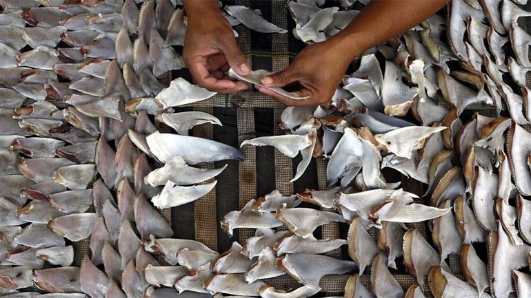 Ισημερινός: Kατέσχεσαν 200.000 πτερύγια καρχαρία