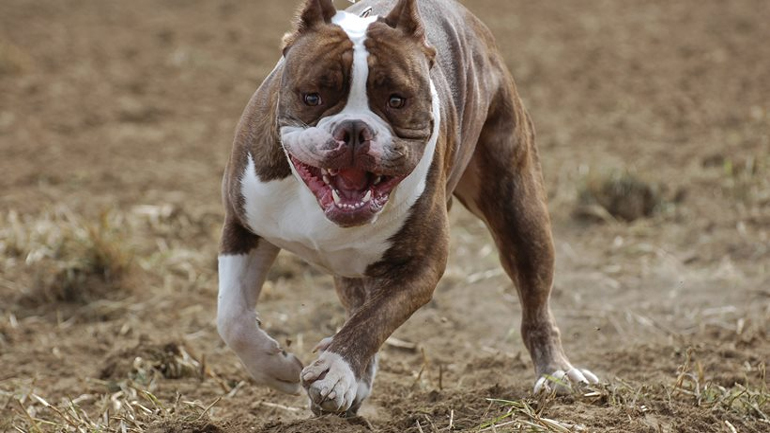 Βόλος: Πιτ-μπουλ επιτέθηκε σε δύο περαστικούς, στέλνοντας έναν στο νοσοκομείο
